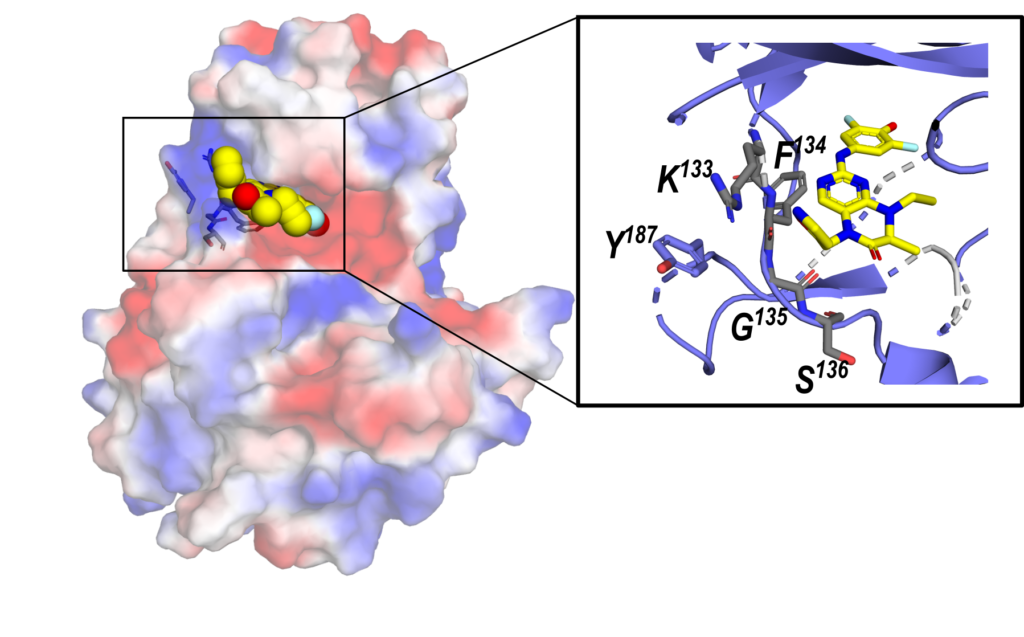 Estudo revela que nova molécula pode ajudar a entender a biologia do câncer