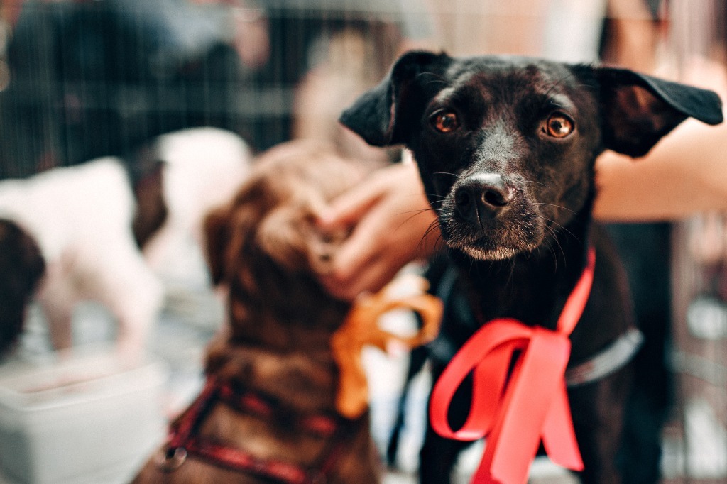 SP instala abrigo para animais abandonados no Instituto de Zootecnia em Nova Odessa (SP)