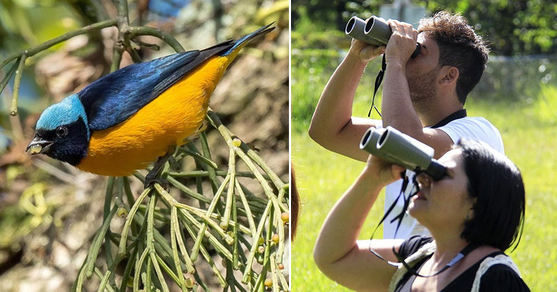 SP lança roteiros de observação de aves no estado