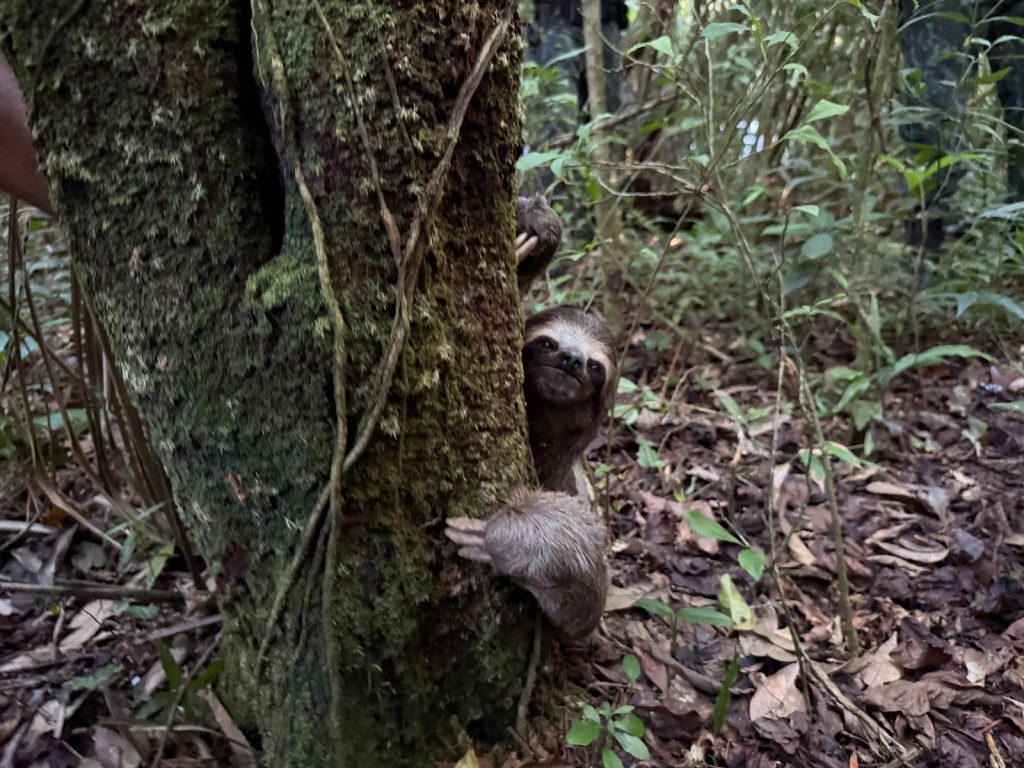 Bicho-preguiça resgatado é solto na natureza após recuperação em Registro