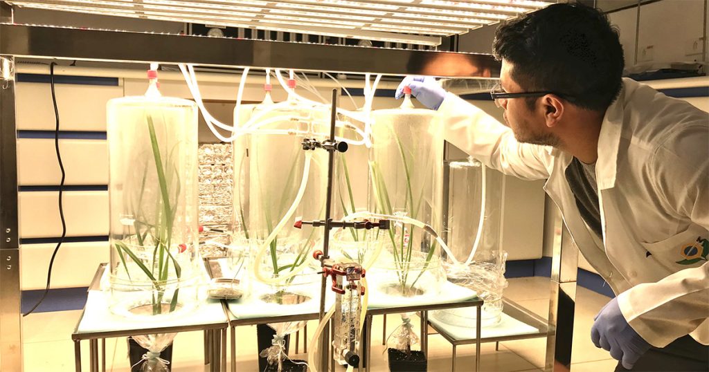 Pesquisa usa fungo como vacina para plantas para reforçar defesas da cana-de-açúcar contra infestações