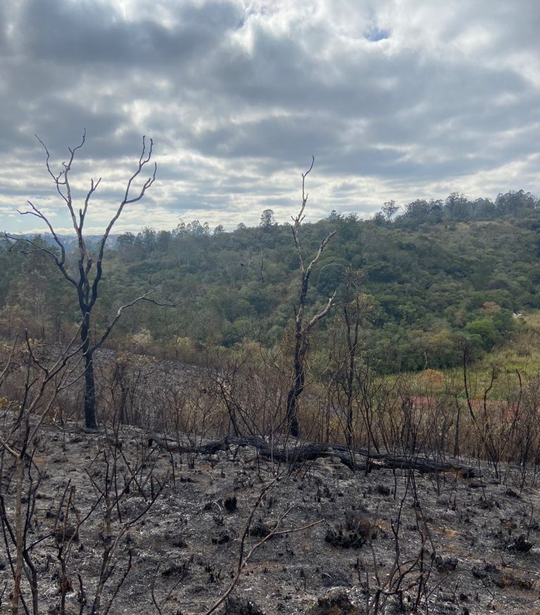 Incêndio florestal em parque de SP alerta para os riscos do fogo na natureza