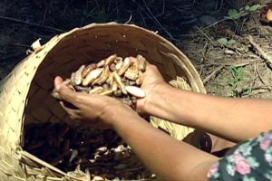 Lei que reconhece ofício de quebradeiras de coco babaçu como manifestação cultural é sancionada
