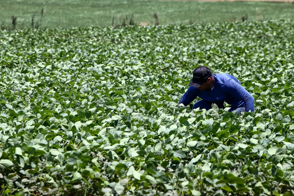 Setor de agropecuária concentra as vagas de emprego em Itapeva nesta segunda-feira (17)