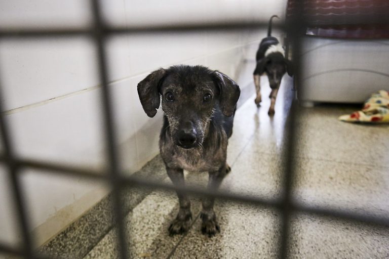 Projeto torna obrigatória advertência sobre maus-tratos em embalagens de ração